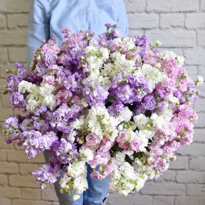 Облако маттиол в Якутске