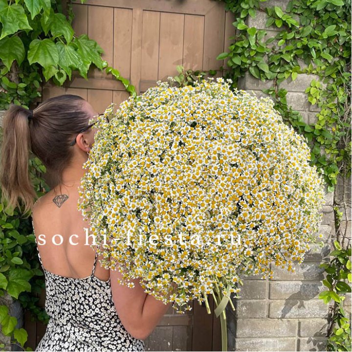 101 ромашка в Якутске