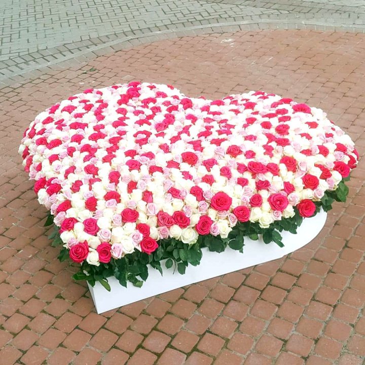 555 роза  в Якутске