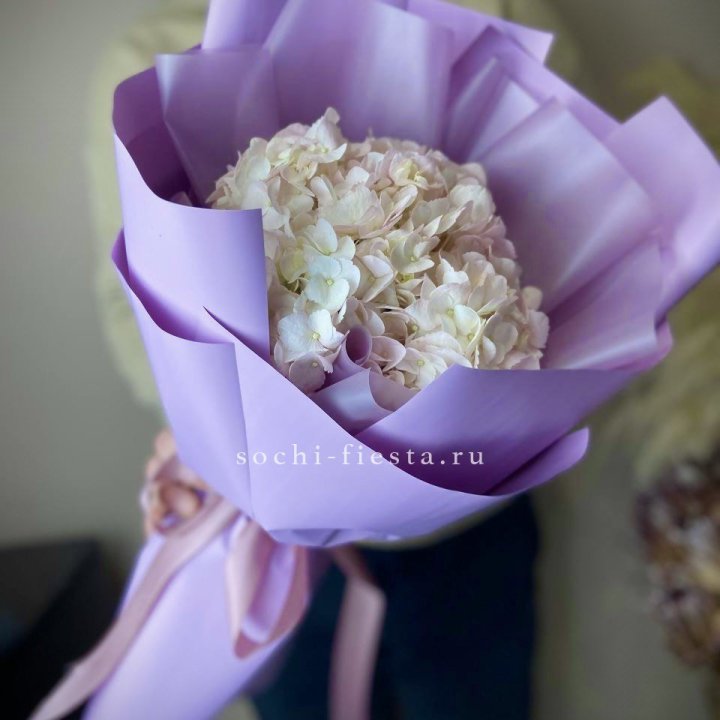 Гортензия розовая в Якутске