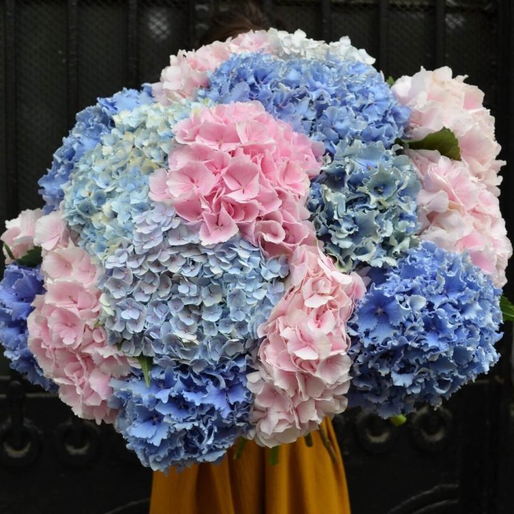 Букет гортензий "Фонтан" в Якутске