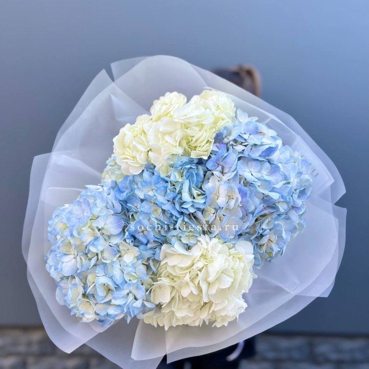 5 бело-голубых гортензий в Якутске