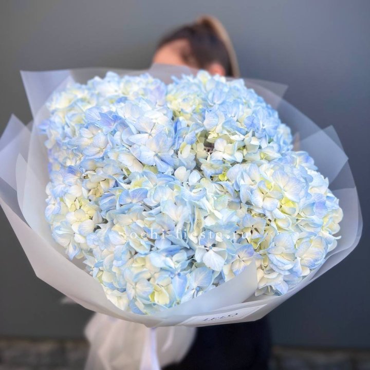 5 голубых гортензий в Якутске