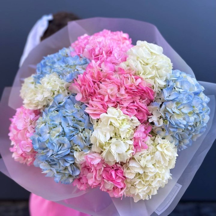 11 гортензий микс в Якутске