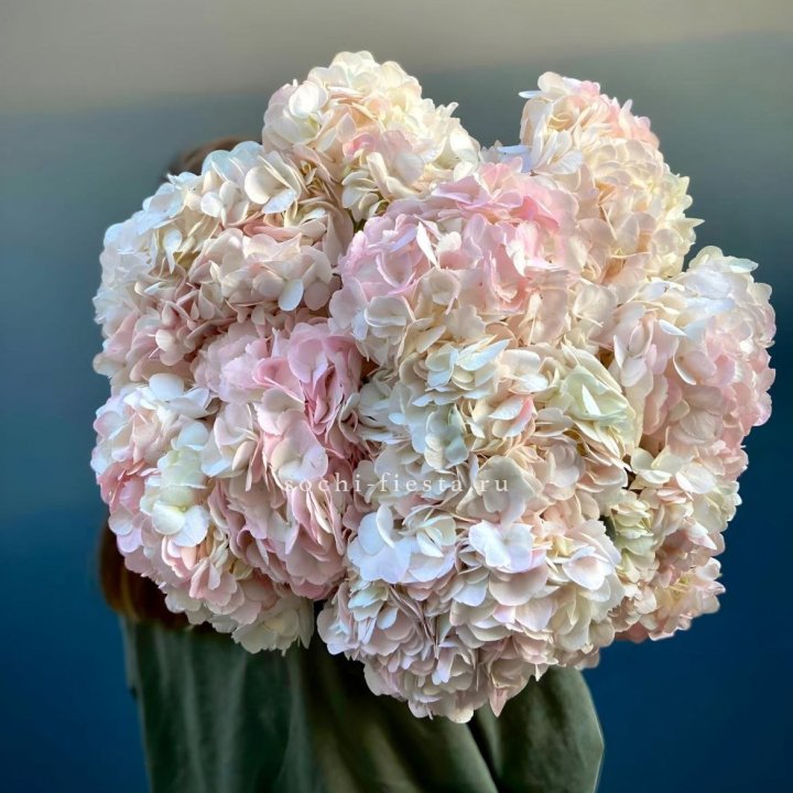 Охапка розовой гортензии в Якутске