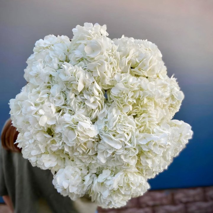 Охапка белой гортензии в Якутске