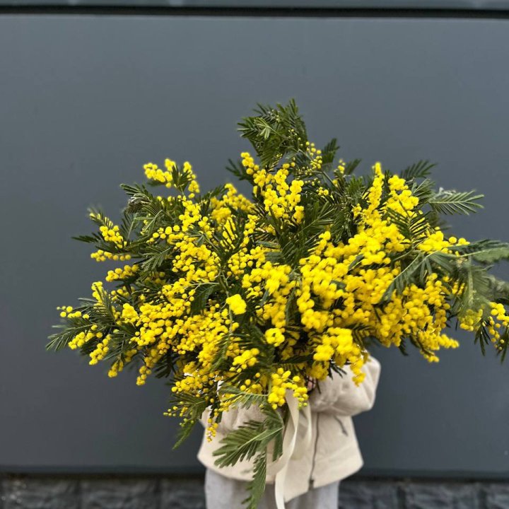 Охопка мимозы в Якутске