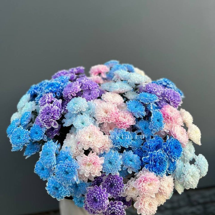 25 цветных хризантем в Якутске